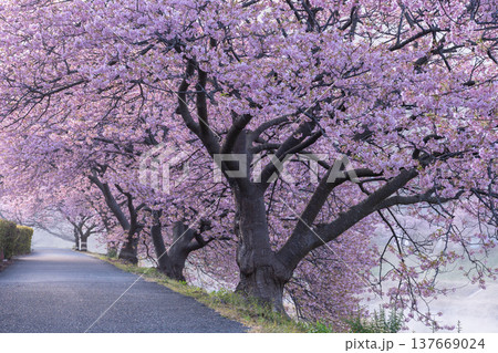《静岡県》満開の河津桜・南伊豆町の夜明け 《静岡県》満開の河津桜・南伊豆町の夜明け 137669024