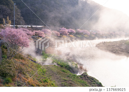 《静岡県》満開の河津桜・南伊豆町の夜明け 《静岡県》満開の河津桜・南伊豆町の夜明け 137669025