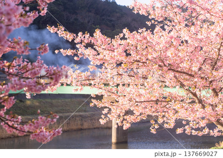 《静岡県》満開の河津桜・南伊豆町の夜明け 《静岡県》満開の河津桜・南伊豆町の夜明け 137669027