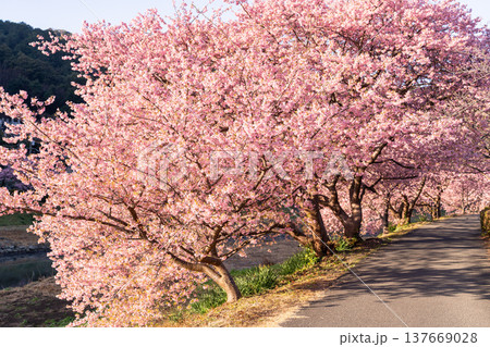 《静岡県》満開の河津桜・南伊豆町の夜明け 137669028