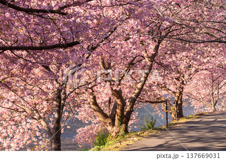 《静岡県》満開の河津桜・南伊豆町の夜明け 137669031