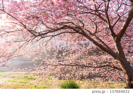 《静岡県》満開の河津桜・南伊豆町の夜明け 137669032