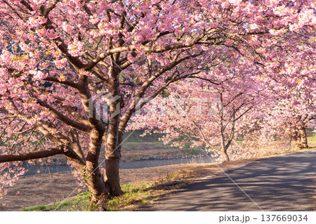 《静岡県》満開の河津桜・南伊豆町の夜明け 《静岡県》満開の河津桜・南伊豆町の夜明け 137669034