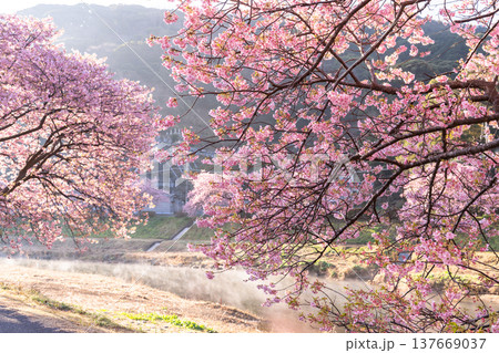 《静岡県》満開の河津桜・南伊豆町の夜明け 137669037