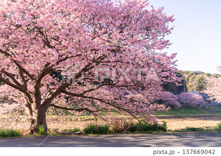 《静岡県》満開の河津桜・南伊豆町の夜明け 《静岡県》満開の河津桜・南伊豆町の夜明け 137669042