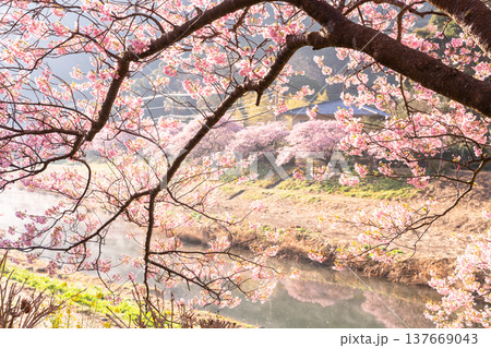 《静岡県》満開の河津桜・南伊豆町の夜明け 137669043