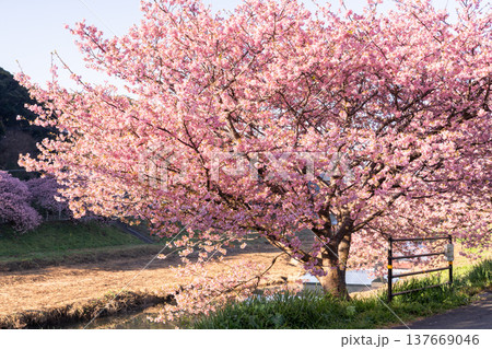 《静岡県》満開の河津桜・南伊豆町の夜明け 《静岡県》満開の河津桜・南伊豆町の夜明け 137669046