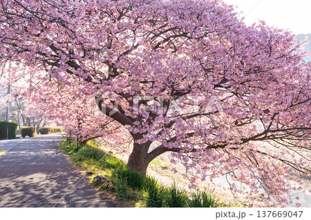 《静岡県》満開の河津桜・南伊豆町の夜明け 《静岡県》満開の河津桜・南伊豆町の夜明け 137669047