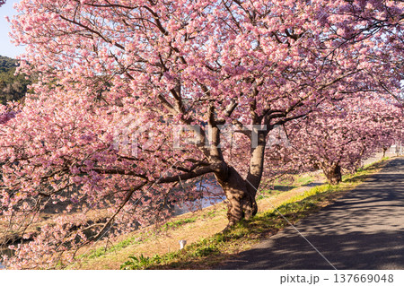 《静岡県》満開の河津桜・南伊豆町の夜明け 137669048