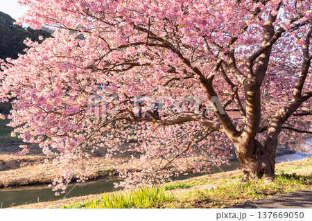 《静岡県》満開の河津桜・南伊豆町の夜明け 137669050