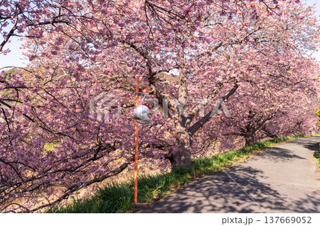 《静岡県》満開の河津桜・南伊豆町の夜明け 137669052