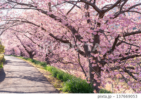 《静岡県》満開の河津桜・南伊豆町の夜明け 《静岡県》満開の河津桜・南伊豆町の夜明け 137669053