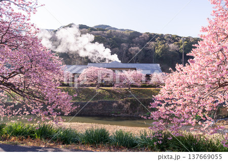 《静岡県》満開の河津桜・南伊豆町の夜明け 《静岡県》満開の河津桜・南伊豆町の夜明け 137669055