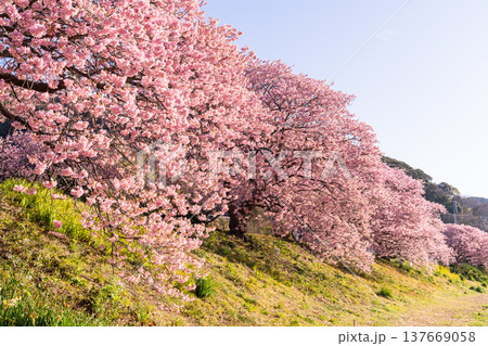 《静岡県》満開の河津桜・南伊豆町の夜明け 《静岡県》満開の河津桜・南伊豆町の夜明け 137669058