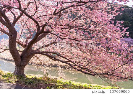 《静岡県》満開の河津桜・南伊豆町の夜明け 《静岡県》満開の河津桜・南伊豆町の夜明け 137669060
