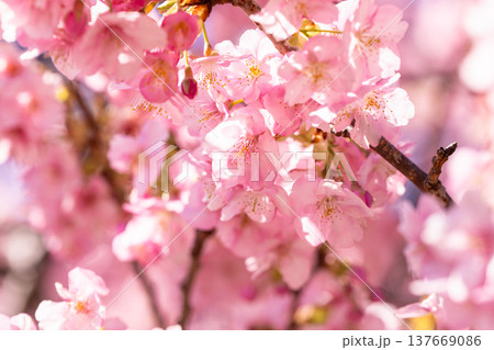 《静岡県》満開の河津桜・南伊豆町 137669086