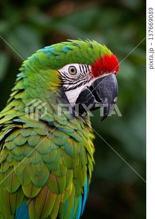 羽根 はね フェザー 137669089