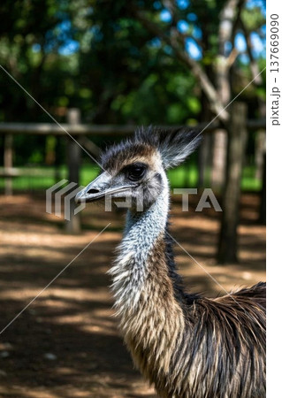 自然 天然 ナチュラル 137669090