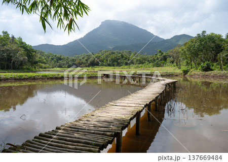 ミーソン遺跡の木製の橋, クアンナム省, ベトナム 137669484