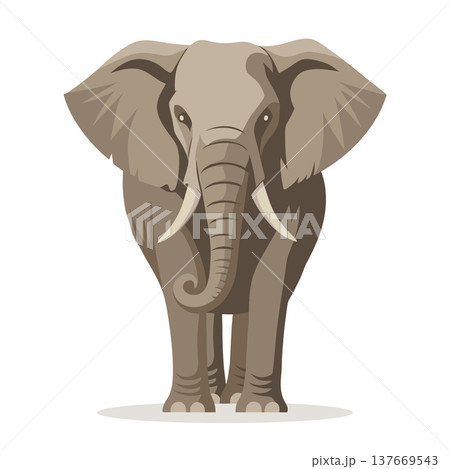 African elephant, front view. Elephant mammal isolated on white background. Illustration. African elephant, front view. Elephant mammal isolated on white background. Illustration. 137669543