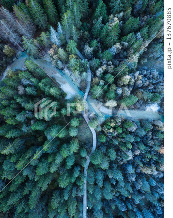 Alpine pine forest with snow covered, winding stream and wooden path in early morning Alpine pine forest with snow covered, winding stream and wooden path in early morning 137670885