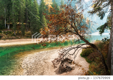 Fall foliage tree along emerald lake surrounded by alpine forest in Lake Braies, Dolomites, Italy Fall foliage tree along emerald lake surrounded by alpine forest in Lake Braies, Dolomites, Italy 137670909