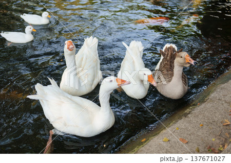 Flock of ducks and geese waiting for food while floating on farm pond Flock of ducks and geese waiting for food while floating on farm pond 137671027