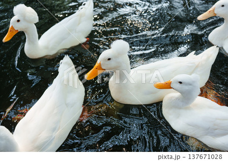 Flock of ducks and geese waiting for food while floating on farm pond 137671028