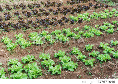 Organic fresh green lettuce and asian leafy vegetables growing in organic farm soil 137671046