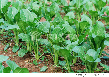Organic fresh green lettuce and asian leafy vegetables growing in organic farm soil 137671048