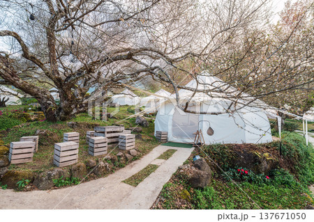 Glamping tents under plum tree blooming in tropical garden during spring 137671050