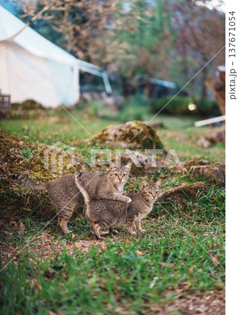 Two domestic tabby cats interacting naturally in garden outdoors Two domestic tabby cats interacting naturally in garden outdoors 137671054