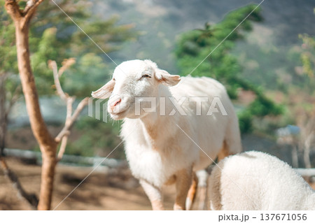Happy cute sheep in natural farm environment on sunny day 137671056