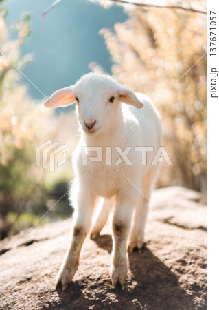 Happy cute baby lamb in natural farm environment 137671057