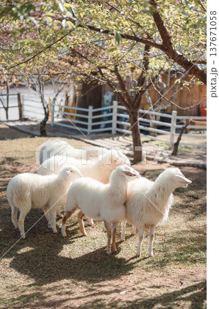 White sheep standing under trees in rural farm setting 137671058
