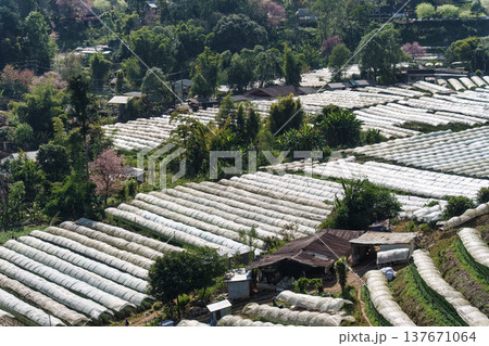 Plastic tunnel greenhouse vegetable rows on hillside farm in rural highland Plastic tunnel greenhouse vegetable rows on hillside farm in rural highland 137671064