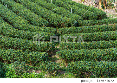 Row of green tea plantation growing on hill in farmland 137671072