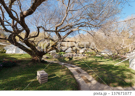 Glamping tents under plum tree blooming in tropical garden during spring Glamping tents under plum tree blooming in tropical garden during spring 137671077