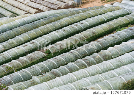 Plastic tunnel greenhouse vegetable rows on hillside farm in rural highland Plastic tunnel greenhouse vegetable rows on hillside farm in rural highland 137671079