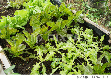 Fresh leafy lettuce vegetables cultivated in rustic outdoor garden Fresh leafy lettuce vegetables cultivated in rustic outdoor garden 137671103