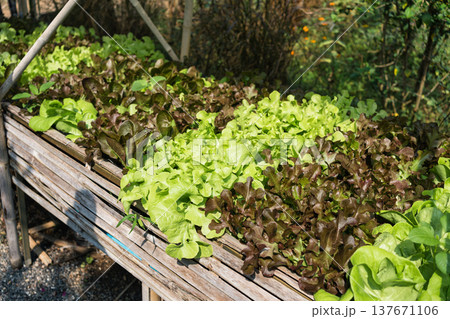 Fresh leafy lettuce vegetables cultivated in rustic outdoor garden 137671106