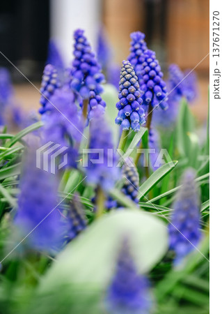 spring blue, purple small flowers. Muscari armeniacum (also known as Armenian grape hyacinth) flowers swaying in the wind in a spring day. Abstract nature concept spring blue, purple small flowers. Muscari armeniacum (also known as Armenian grape hyacinth) flowers swaying in the wind in a spring day. Abstract nature concept 137671270