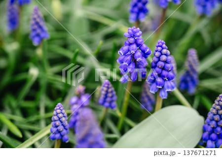 spring blue, purple small flowers. Muscari armeniacum (also known as Armenian grape hyacinth) flowers swaying in the wind in a spring day. Abstract nature concept spring blue, purple small flowers. Muscari armeniacum (also known as Armenian grape hyacinth) flowers swaying in the wind in a spring day. Abstract nature concept 137671271