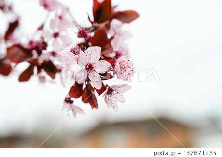 Cherry blossom branches, abstract spring floral background, wallpaper with soft focus, copy space Cherry blossom branches, abstract spring floral background, wallpaper with soft focus, copy space 137671285