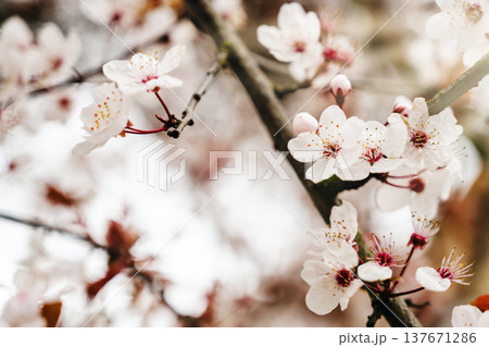 Abstract spring floral frame background, cherry blossom tree branches, floral wallpaper with soft focus Abstract spring floral frame background, cherry blossom tree branches, floral wallpaper with soft focus 137671286