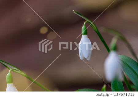 Spring flower background. Easter concept. Tiny first snowdrop white flower macro photo with sun rays Spring flower background. Easter concept. Tiny first snowdrop white flower macro photo with sun rays 137671313