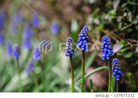 spring blue, purple small flowers. Muscari armeniacum (also known as Armenian grape hyacinth) flowers swaying in the wind in a spring day. Abstract nature concept spring blue, purple small flowers. Muscari armeniacum (also known as Armenian grape hyacinth) flowers swaying in the wind in a spring day. Abstract nature concept 137671332