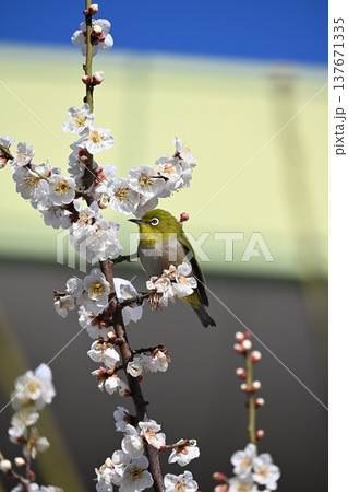 梅の木に止まるメジロ 137671335