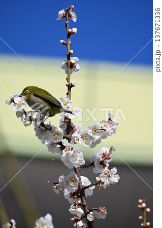 梅の木に止まり、花の蜜を食べるメジロ 梅の木に止まり、花の蜜を食べるメジロ 137671336