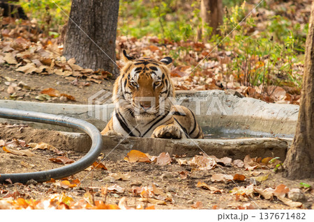Male Bengal or Indian Tiger Bathing in a Concrete Water Hole in Kanha National Park India. Male Bengal or Indian Tiger Bathing in a Concrete Water Hole in Kanha National Park India. 137671482